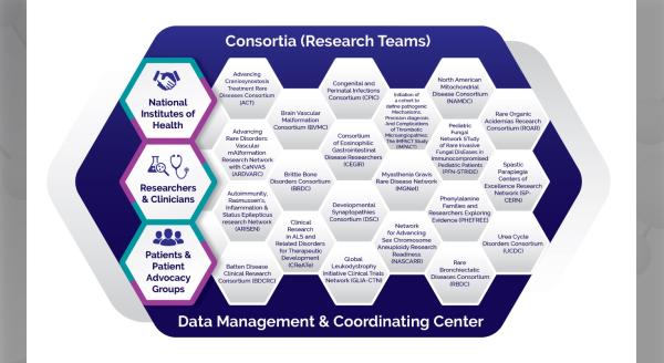Honeycomb-style infographic showing the structure of the Rare Diseases Clinical Research Network with consortia names