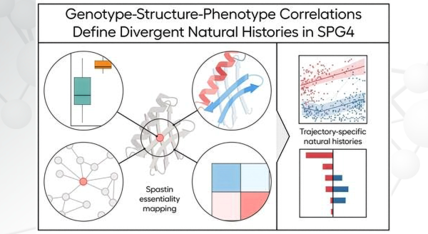 Genotype-Structure-Phenotype Correlations Define Divergent Natural Histories in SPG4